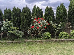 Rosebush Australian Backyard.jpg