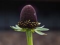 Image 16Redbeckia occidentalis