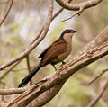 Centropus senegalensis (cat.)