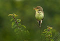 Melodious warbler (Hippolais polyglotta) au Petit Loc'h.