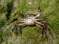 Pachygrapsus marmoratus (Marbled rock crab), female