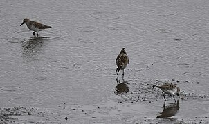Shorebirds at Riverlands on a downpouring day- White-rumped Sandpiper - 52103249066.jpg