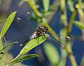 Zierliche Moosjungfer - Leucorrhinia caudalis, Männchen, am Karlstern im Käfertaler Wald