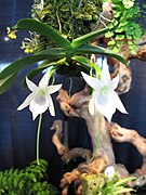 Angraecum compactum