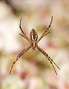 Banded garden spider (Argiope trifasciata), ventral view