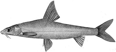 Barbus brachycephalus.jpg