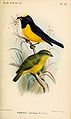 Euphonia concinna (cat.)