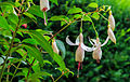 Fuchsia 'Aloys Hetterscheid'.