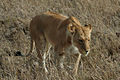 Lion in Serengeti