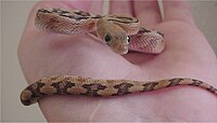 Bogertophis subocularis Bogertophis