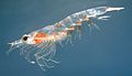 Northern krill Meganyctiphanes norvegica