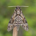 38 Pink-spotted hawk moth (Agrius cingulata) male uploaded by Charlesjsharp, nominated by Charlesjsharp,  16,  0,  0