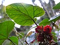 Rubus buergeri