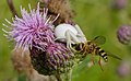 31 2014.06.21.-18-Mannheim Rheinau--Veraenderliche Krabbenspinne-Weibchen-mit Beute uploaded by Hockei, nominated by Hockei