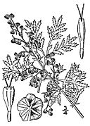 Artemisia annua