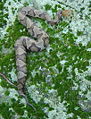 A copperhead (Agkistrodon contortrix) photographed in Rappahannock County, Virginia