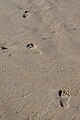 Footprints Vero Beach, Florida