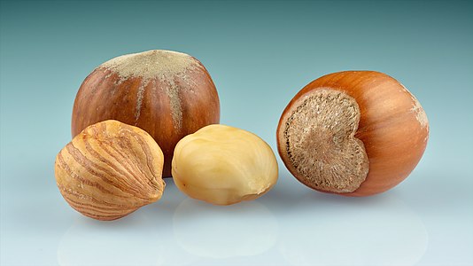 "Hazelnuts_(Corylus_avellana)_-_whole_with_kernels.jpg" by User:Iifar