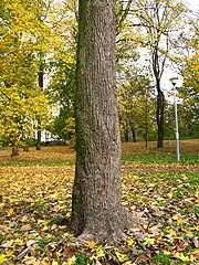 Cumcumber tree (Magnolia acuminata)