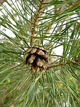 Foliage and cone, Bulgaria