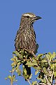 45 Purple roller (Coracias naevius mosambicus) uploaded by Charlesjsharp, nominated by Charlesjsharp,  16,  0,  0