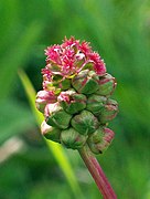 Sanguisorba minor