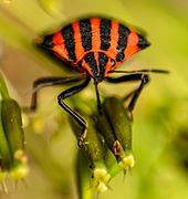 Graphosoma lineatum