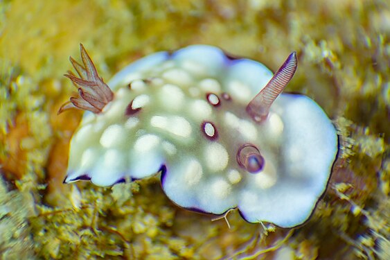 Detail view of a nudibranch (Goniobranchus hintuanensis), Anilao, Philippines.