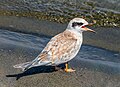 Image 3Juvenile Forster's tern calling for its parent in Jamaica Bay Wildlife Refuge