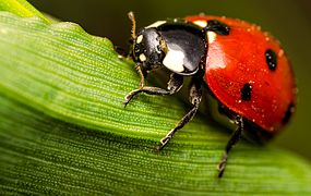 Seven-spot ladybird