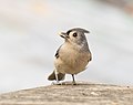 Image 28Tufted titmouse with a seed in Prospect Park