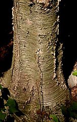 River birch (Betula alleghaniensis)