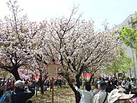 Photo: Viewing Torinuke, April 2016 in Osaka