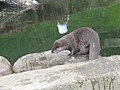 Animal in Belfast Zoo, selfmade pic