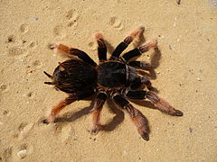 Brachypelma klaasi (Mexican Pink tarantula)