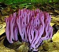 27 Clavaria zollingeri uploaded by Sasata, nominated by George Chernilevsky