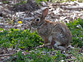 Eastern Cottontail rabbit