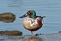 Image 6Male northern shoveler in Marine Park, Brooklyn