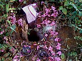 Nagula Chaviti celebrations at a Snake pit near Gudilova