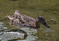 A female mallard