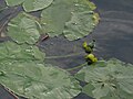 Nuphar lutea, Sweden