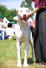 White (homozygous merle + harlequin)