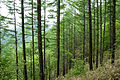 Trees in summer, Mt. Hinata, Akaishi Mountains, Japan