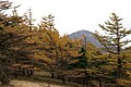 Trees in autumn, Mt. Himetsugi, Tanzawa Mountains, Kanagawa pref., Japan