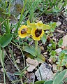 Ophrys lutea