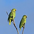 60 Orange-winged parrots (Amazona amazonica tobagensis) uploaded by Charlesjsharp, nominated by Charlesjsharp,  15,  0,  0