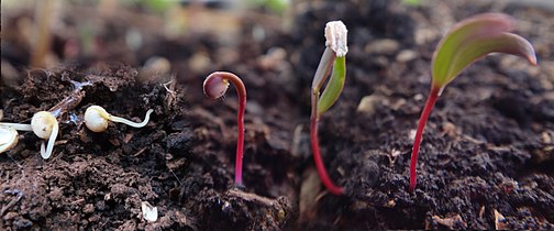 seedlings