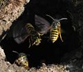 Wasps expanding their subterraneous nest