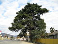 150-year old Cedrus deodara in Sochi