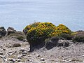 Crozon : érosion de la couche de terre de bruyère en raison de la surfréquentation touristique près du Cap de la Chèvre